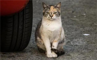 被车撞的猫怎么救助