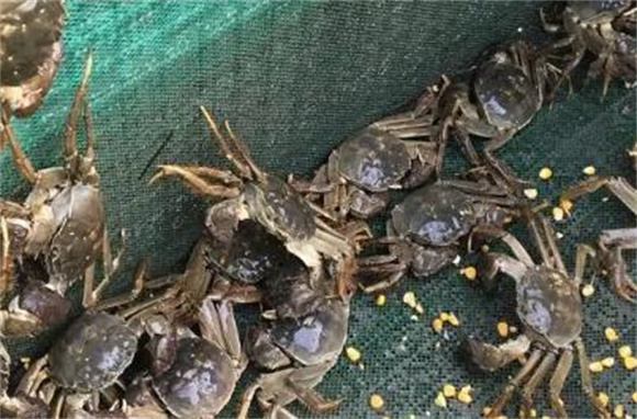 河蟹蒸多长时间为好