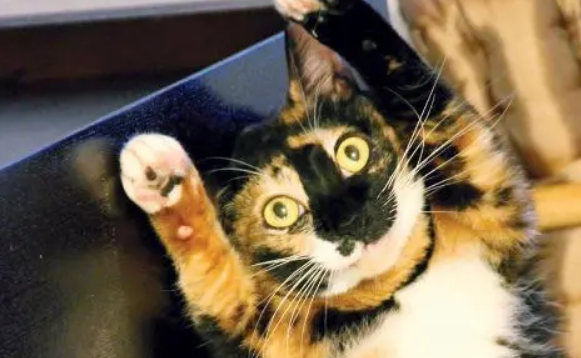 玳瑁猫如何饲养?这篇饲养指南值得一看 玳瑁猫如何饲养?这篇饲养指南值得一看