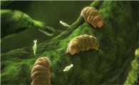 水熊虫的天敌