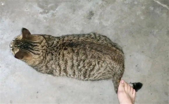 踩猫尾巴会怎么样