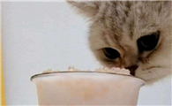 猫咪可以吃西米露吗