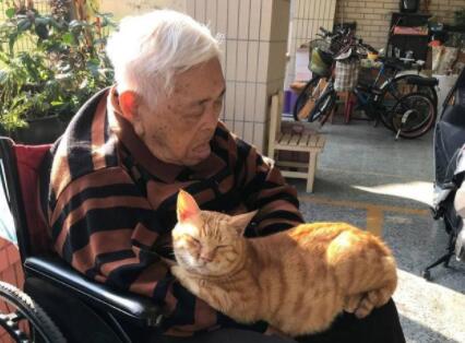 独居老人养猫增加幸福感吗