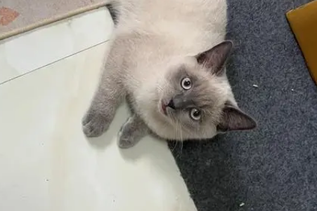 4个月小猫多少斤正常体重