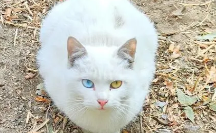 两只眼睛不一样的猫异瞳猫的奥秘