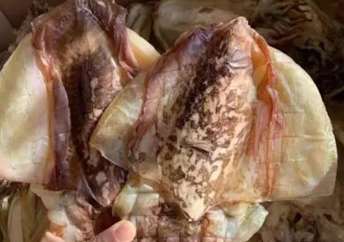 墨鱼的市场价是多少