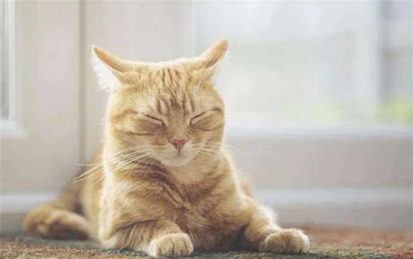 为什么来例假不能碰猫