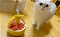 宠物猫能吃柚子吗
