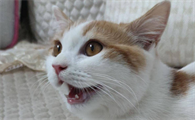 哺乳期母猫一直张嘴喘气