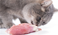 猫咪可以吃的东西有哪些