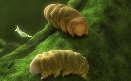 水熊虫是虫吗