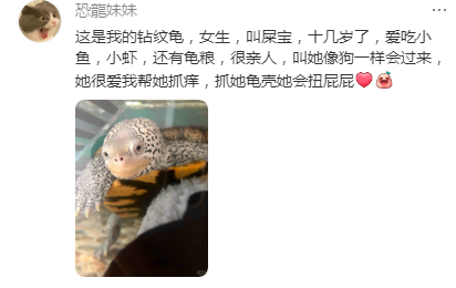 没想到,宋威龙的评论区是大型爬宠图鉴吧! 没想到,宋威龙的评论区是大型爬宠图鉴吧!