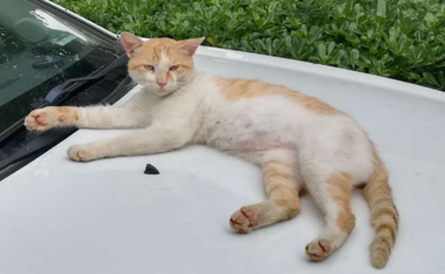 车上为什么不能拉猫