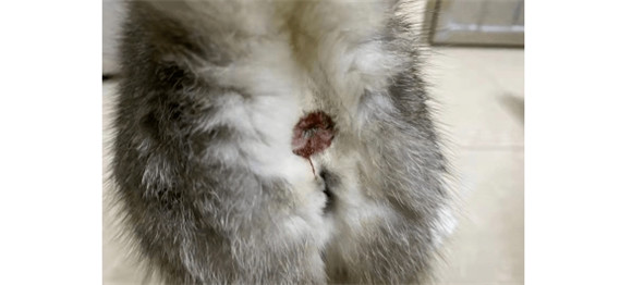 猫猫会有姨妈吗