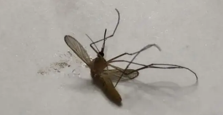 家里有几只蚊子怎么消灭掉