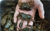 曹妃甸捉螃蟹最佳去处