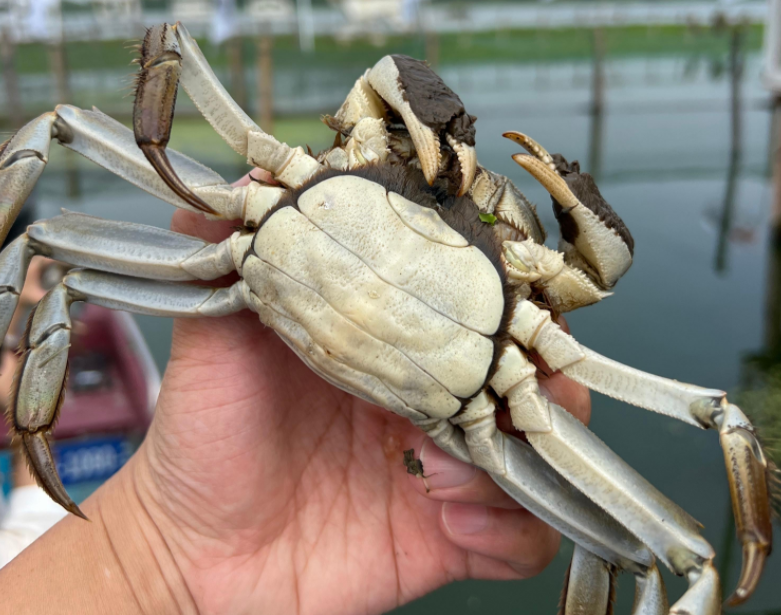源自阳澄湖的珍馐美味—阳蟹阁