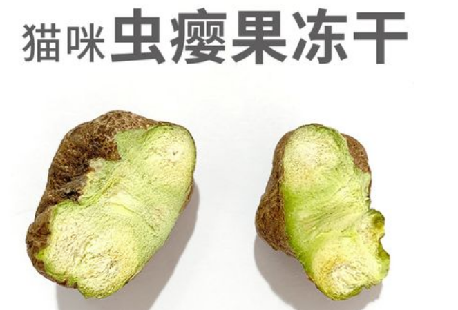 虫瘿果对猫的作用