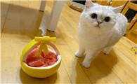 猫能吃柚子肉吗