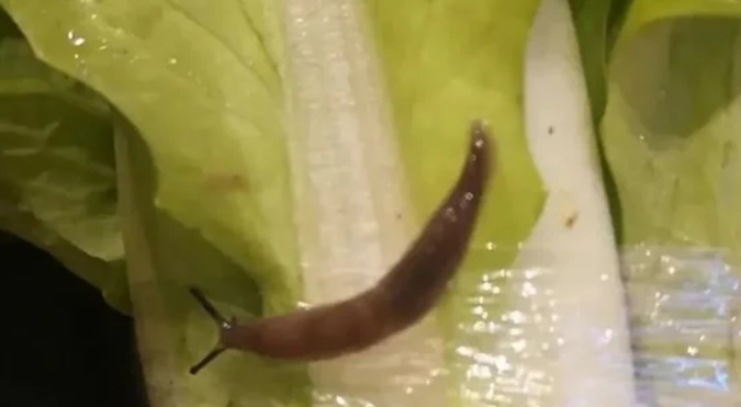 鼻涕虫是怎样形成的