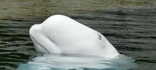 白鲸属于海豚吗 白鲸属于海豚吗