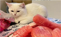 猫可以吃柚子吗红柚