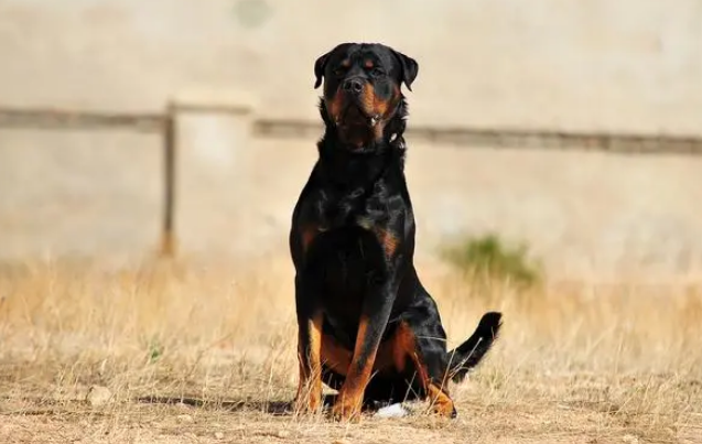 饲养罗威纳犬，记住这“5不要”