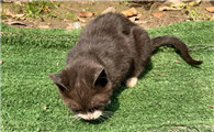 宠物猫喜欢主人的表现