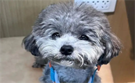 泰迪犬：理想宠物的七大魅力