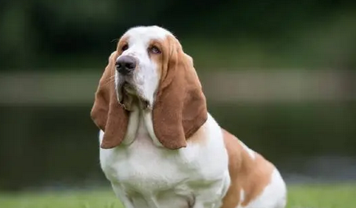 巴吉度犬适合家庭饲养吗？速来了解~