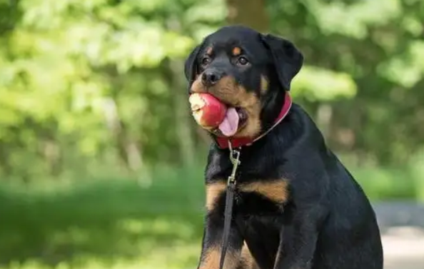 罗威纳犬好养的原因在这里，速来了解！