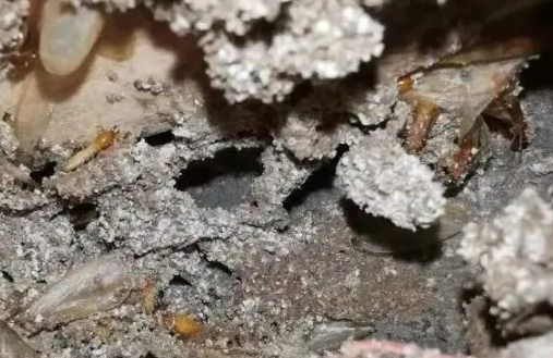 白蚁的灭治费用