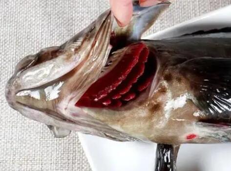 石斑鱼属于淡水鱼还是海水鱼