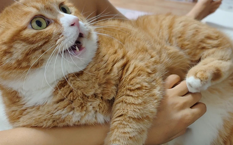 冬天猫在外面会冻死吗