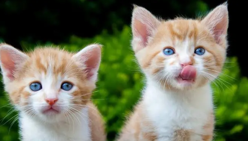 猫咪能吃的人类食物