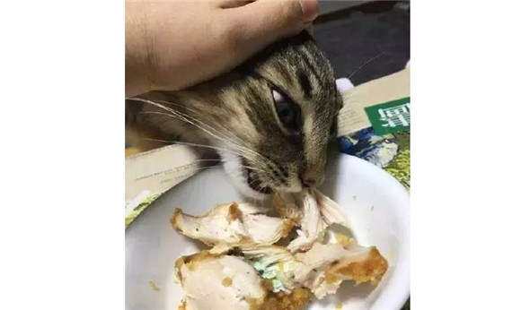 不小心误食猫吃过的菜