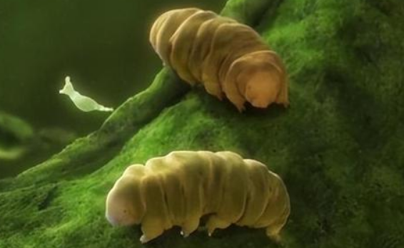 水熊虫怎么死