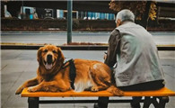养狗对于老年人有帮助吗