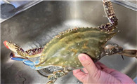 飞蟹能冷冻吗