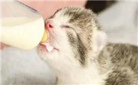 不分开母猫怎么断奶
