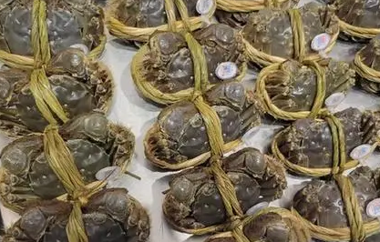 黄河口大闸蟹是什么品种 黄河口大闸蟹是什么品种
