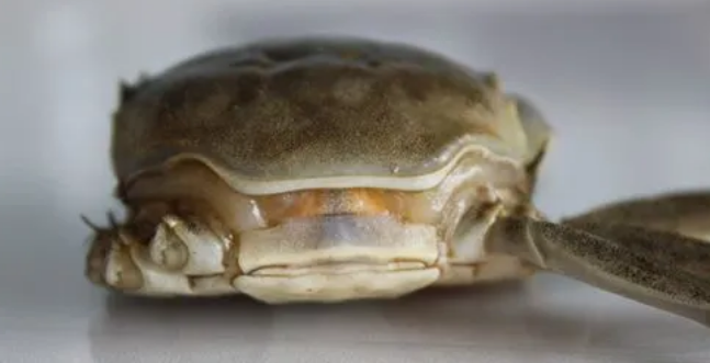 河蟹水肿病怎么治疗
