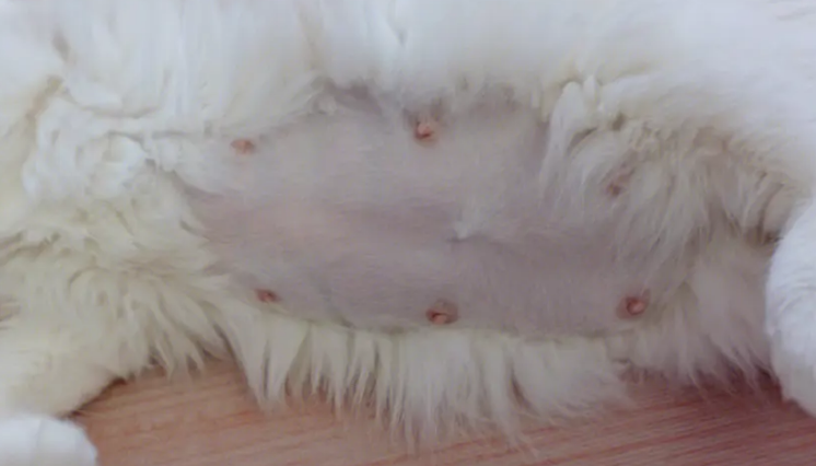 猫猫产前几个小时状态 猫猫产前几个小时状态