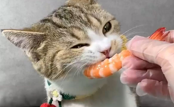 猫咪吃虾仁的危害