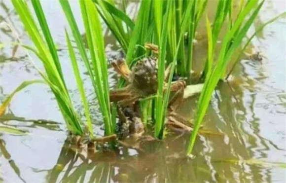 稻田蟹和河蟹哪个贵