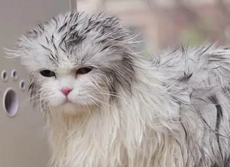 宠物店给猫咪洗澡多少钱一次 宠物店给猫咪洗澡多少钱一次