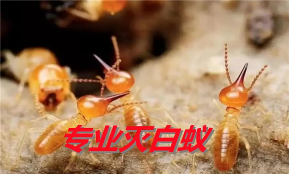 永满白蚁防治收费吗