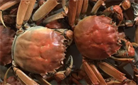 河螃蟹能冷冻吗