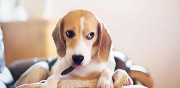 您知道巴吉度犬和比格犬有什么区别吗？