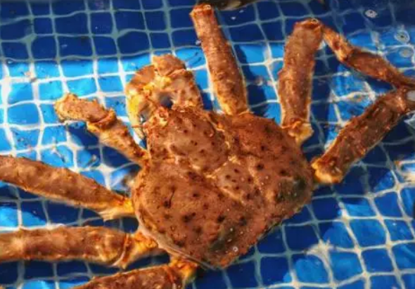 帝王蟹是螃蟹吗